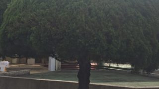 Thumbnail of post image 169