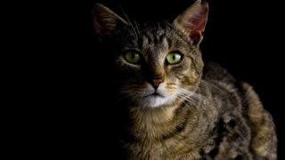 Thumbnail of post image 114