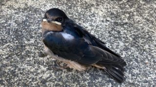 Thumbnail of post image 098